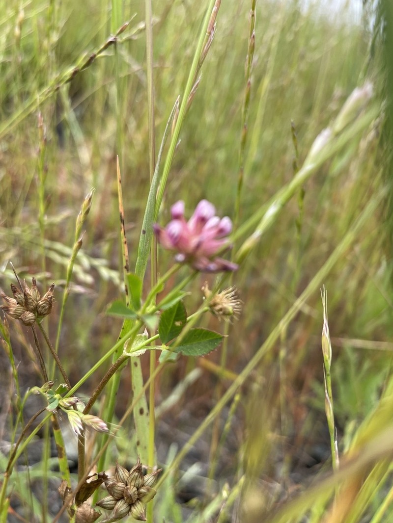 Trifolium hydrophilum photo 4