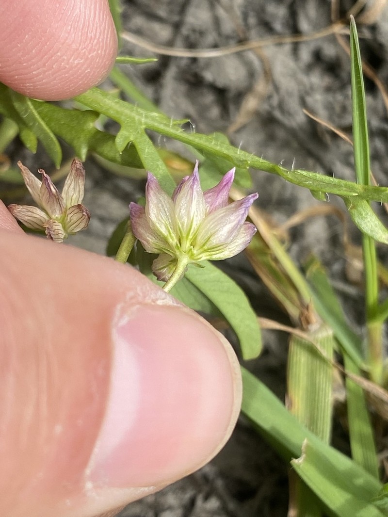 Trifolium hydrophilum photo 5