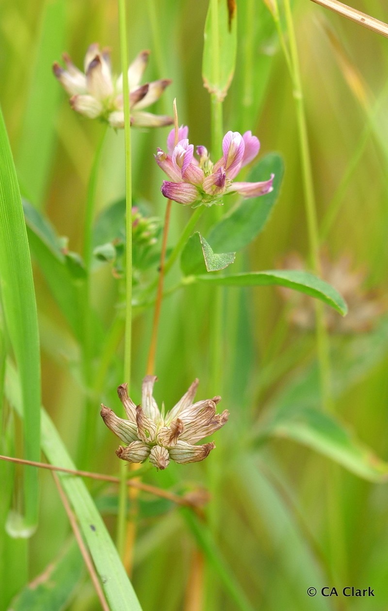 Trifolium hydrophilum photo 6
