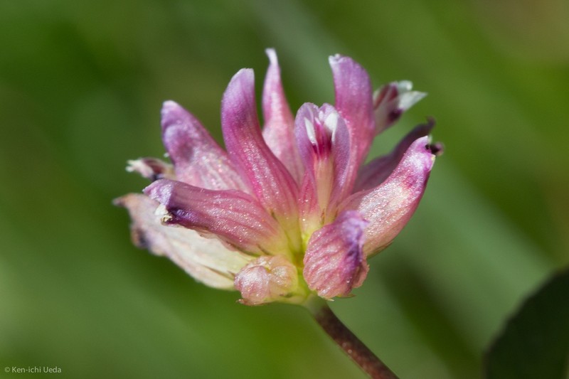 Trifolium hydrophilum photo 7