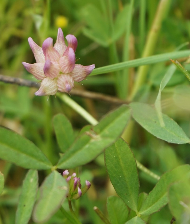 Trifolium hydrophilum photo 8