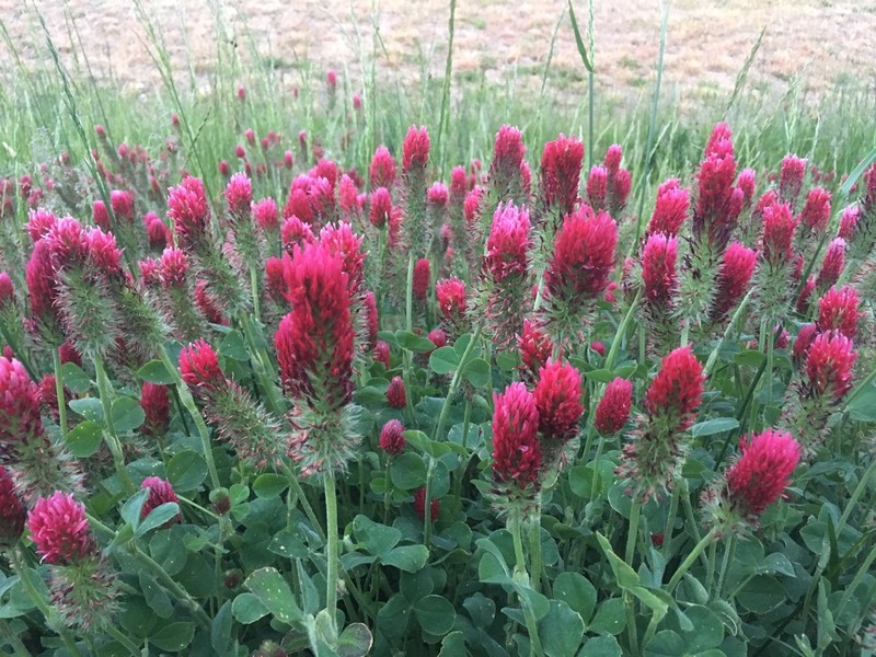 Crimson Clover photo 3
