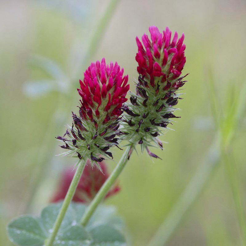 Crimson Clover photo 4