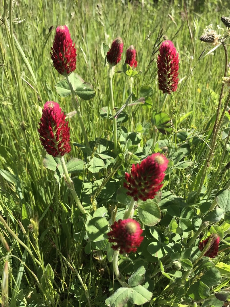 Crimson Clover