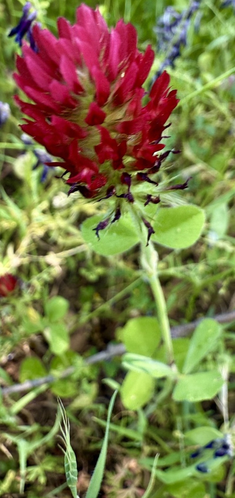 Crimson Clover photo 5