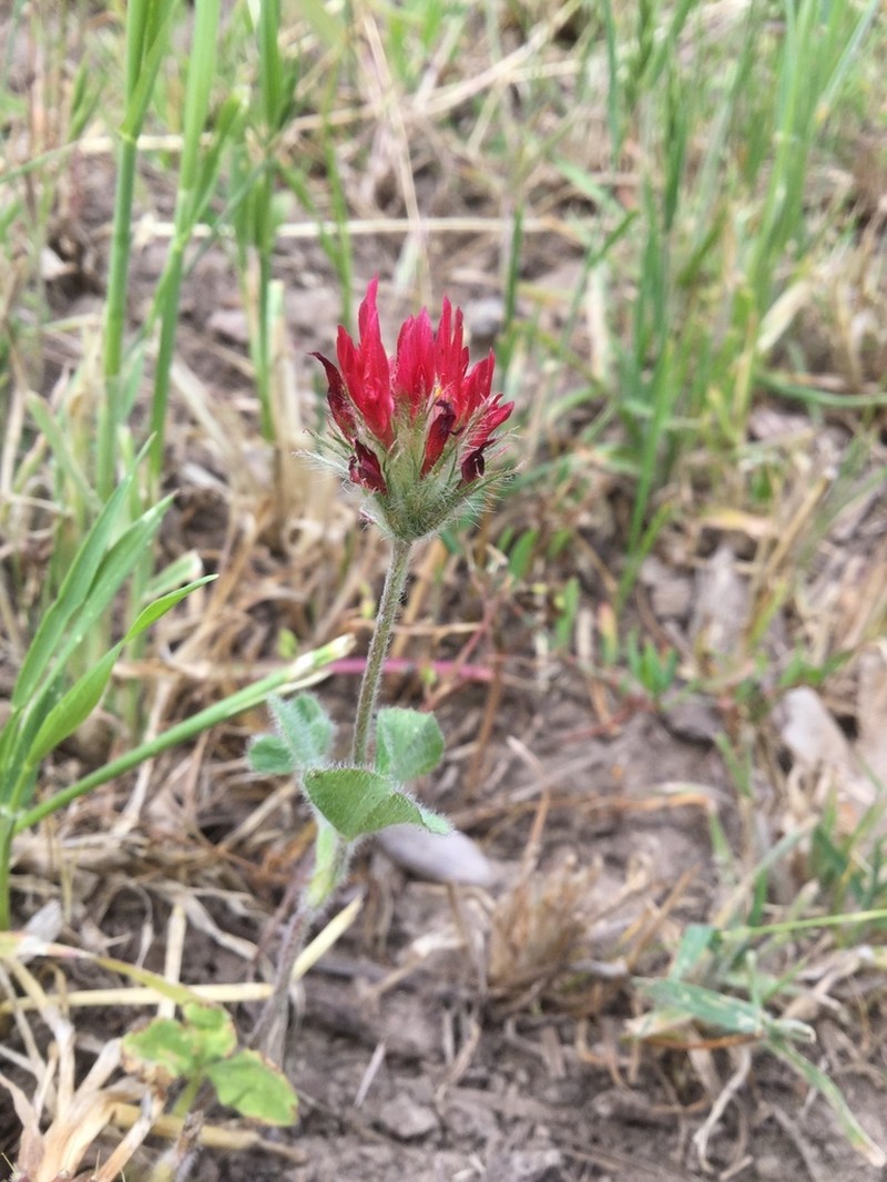 Crimson Clover photo 6