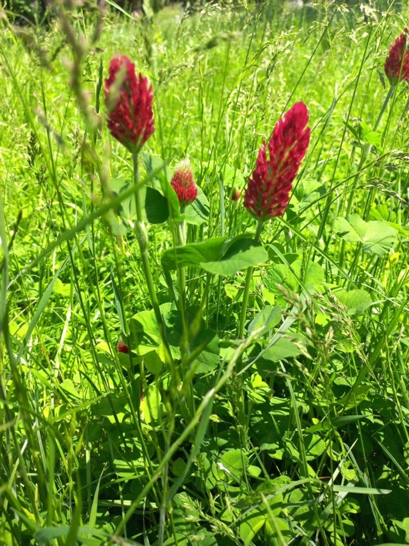Crimson Clover photo 7