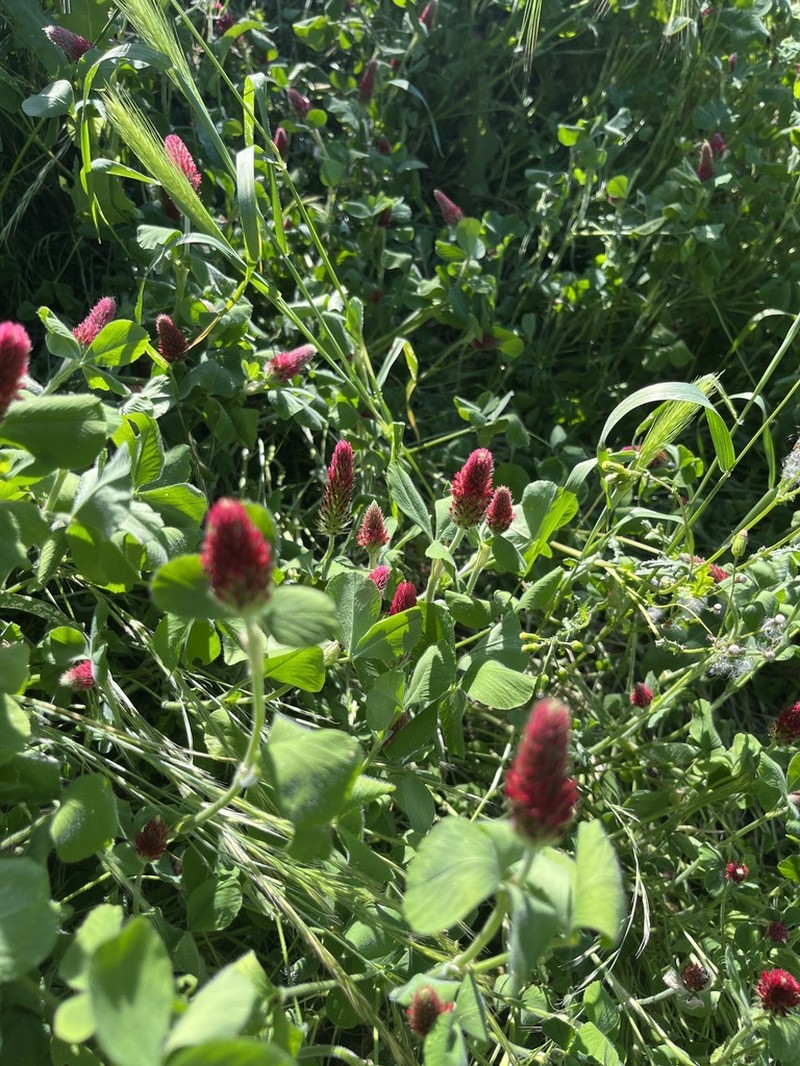 Crimson Clover photo 8