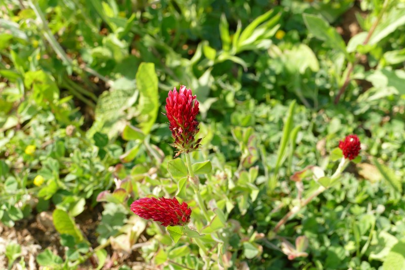 Crimson Clover photo 2