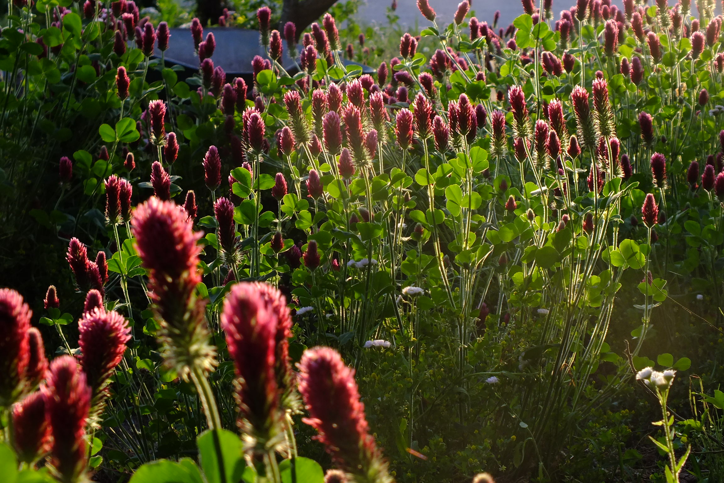 Crimson Clover photo 7