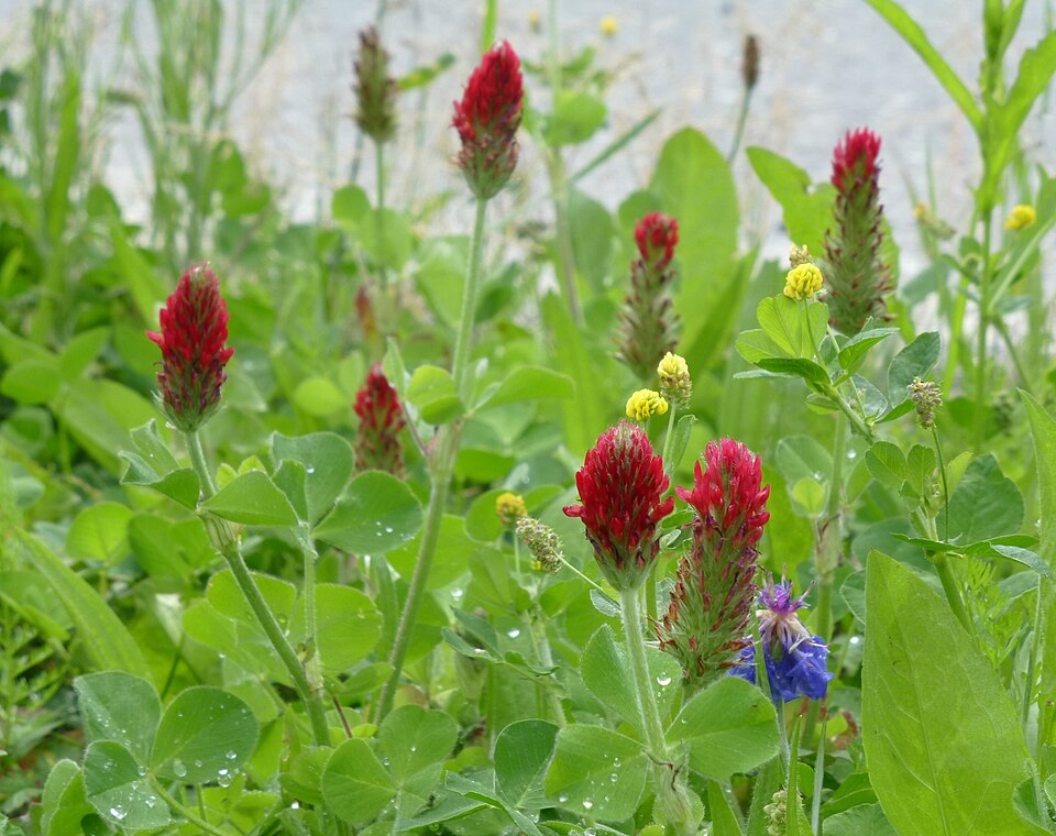 Crimson Clover