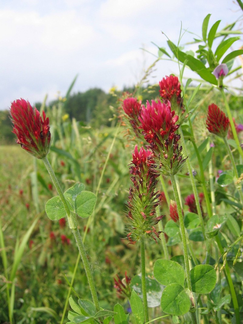 Crimson Clover photo 4
