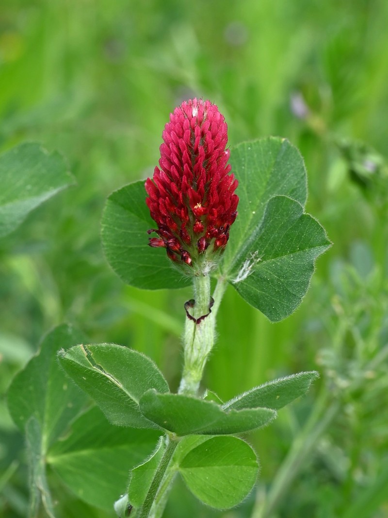 Crimson Clover photo 5