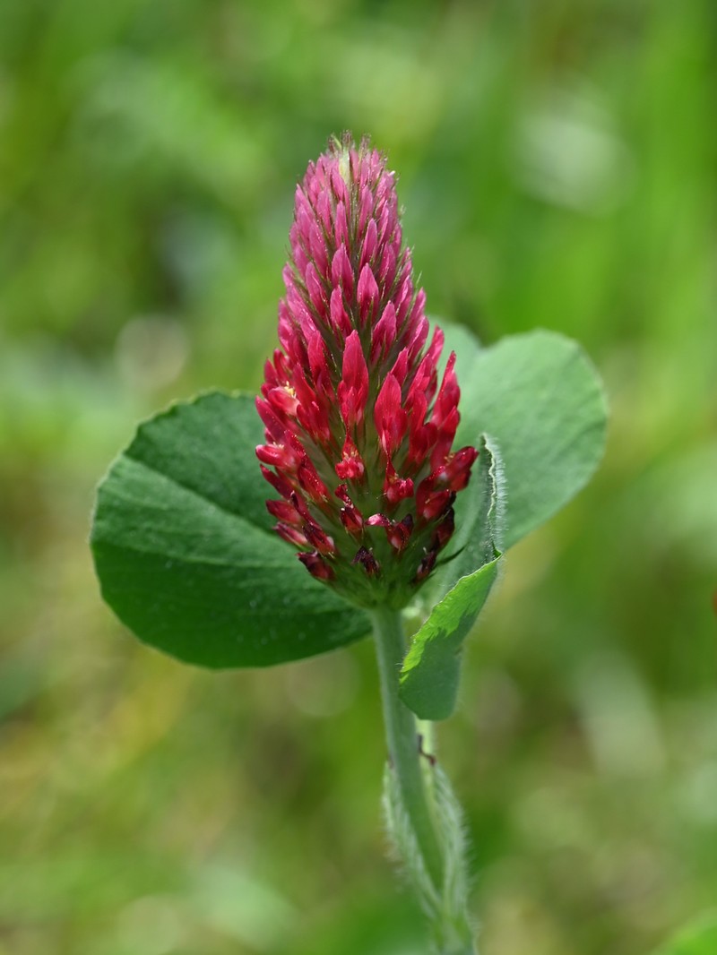 Crimson Clover photo 6