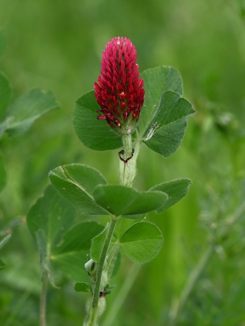 Crimson Clover photo 8