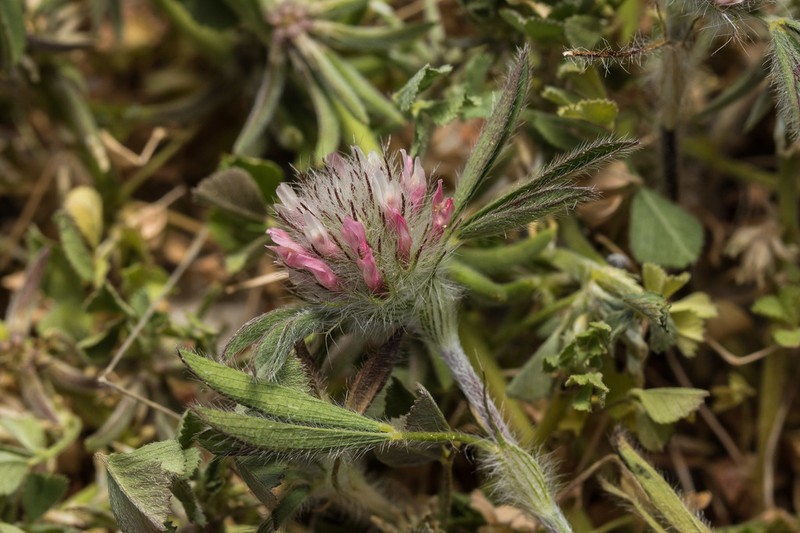 Trifolium infamia-ponertii