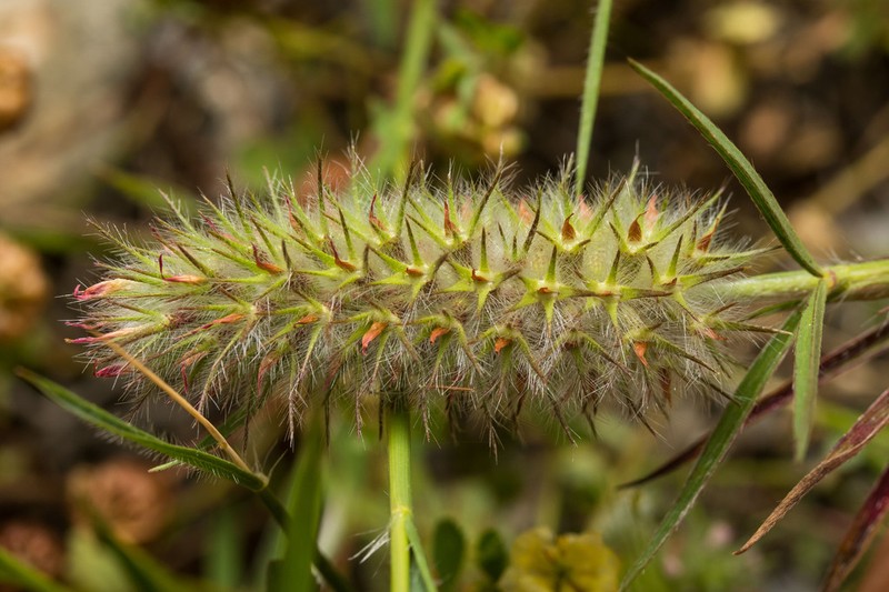Trifolium infamia-ponertii photo 2