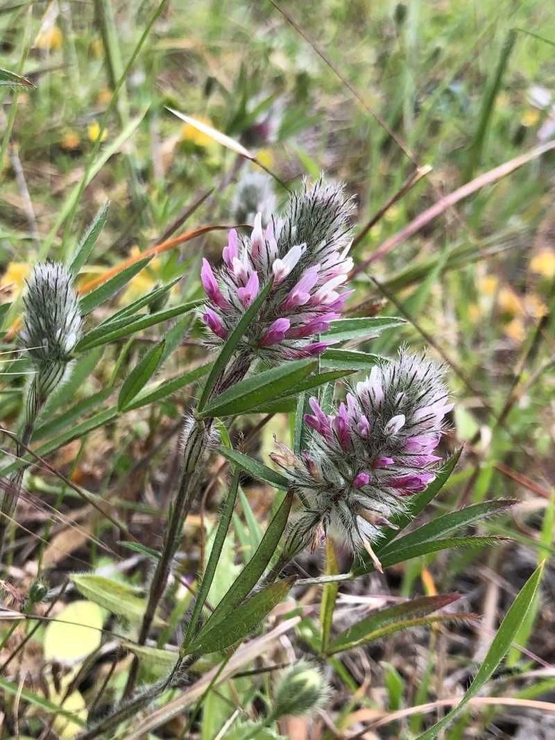 Trifolium infamia-ponertii photo 3