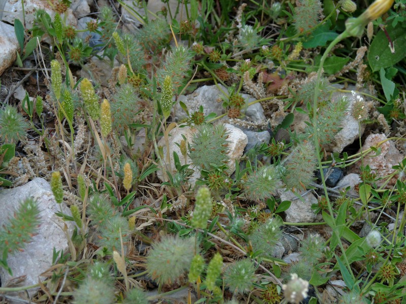 Trifolium infamia-ponertii photo 5