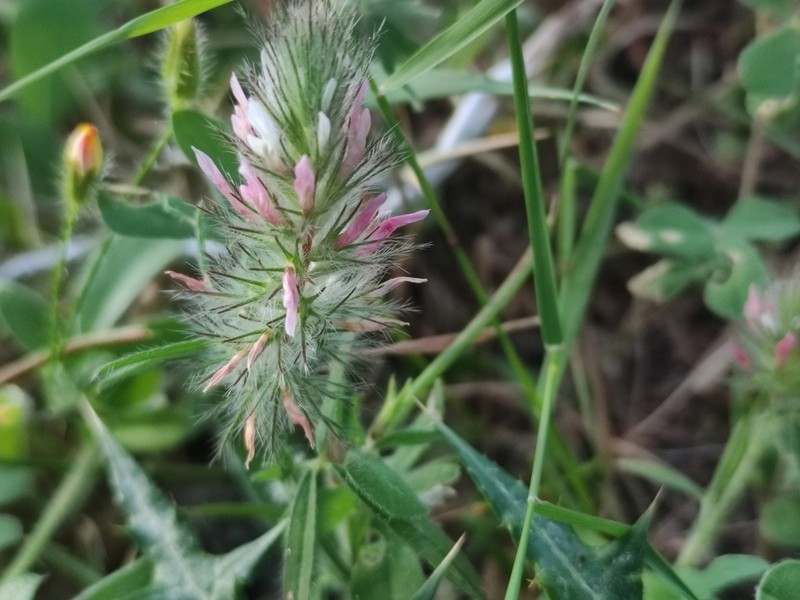 Trifolium infamia-ponertii photo 6