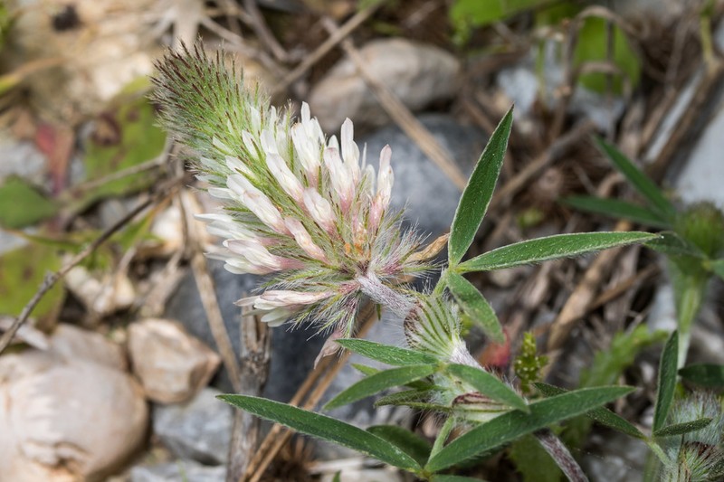 Trifolium infamia-ponertii photo 7