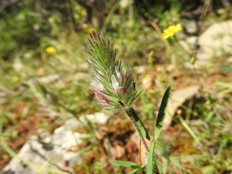 Trifolium infamia-ponertii photo 8