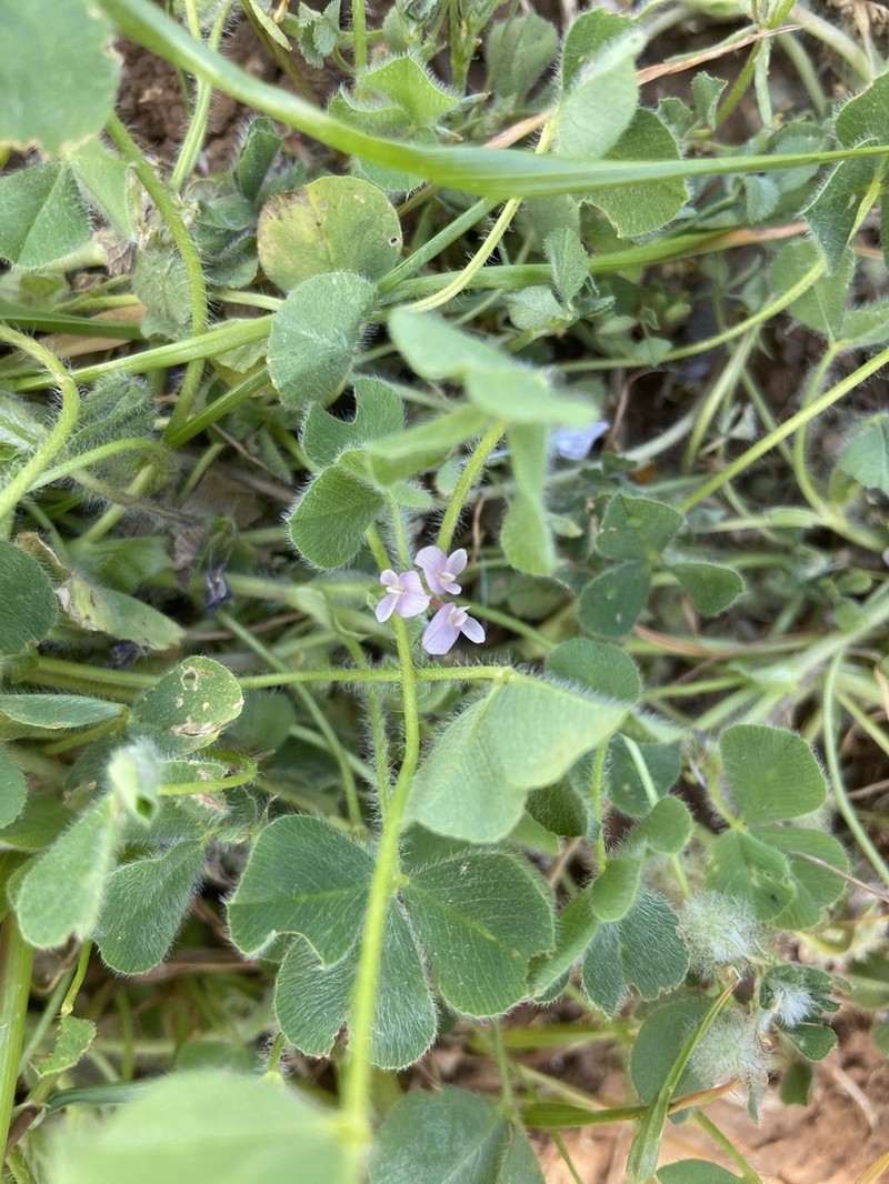 Israel Clover