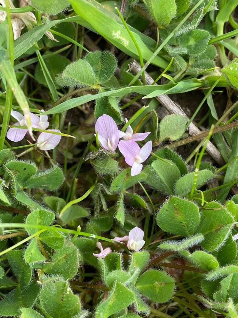 Israel Clover photo 2