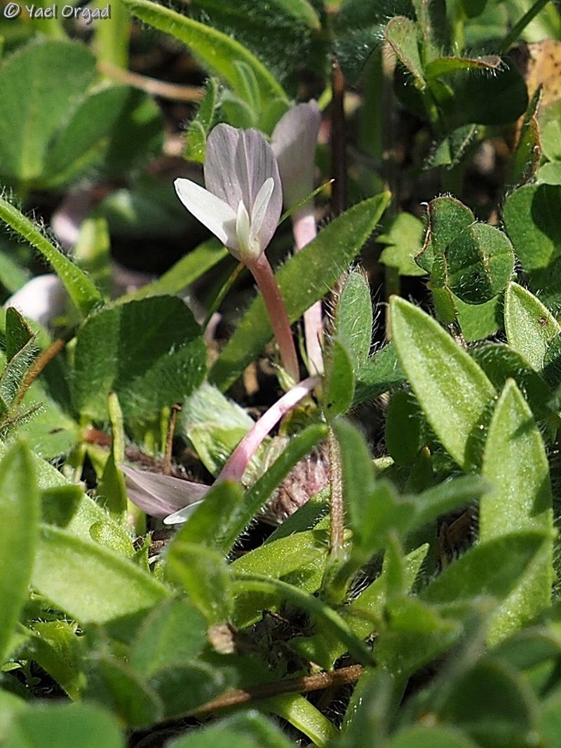 Israel Clover photo 3