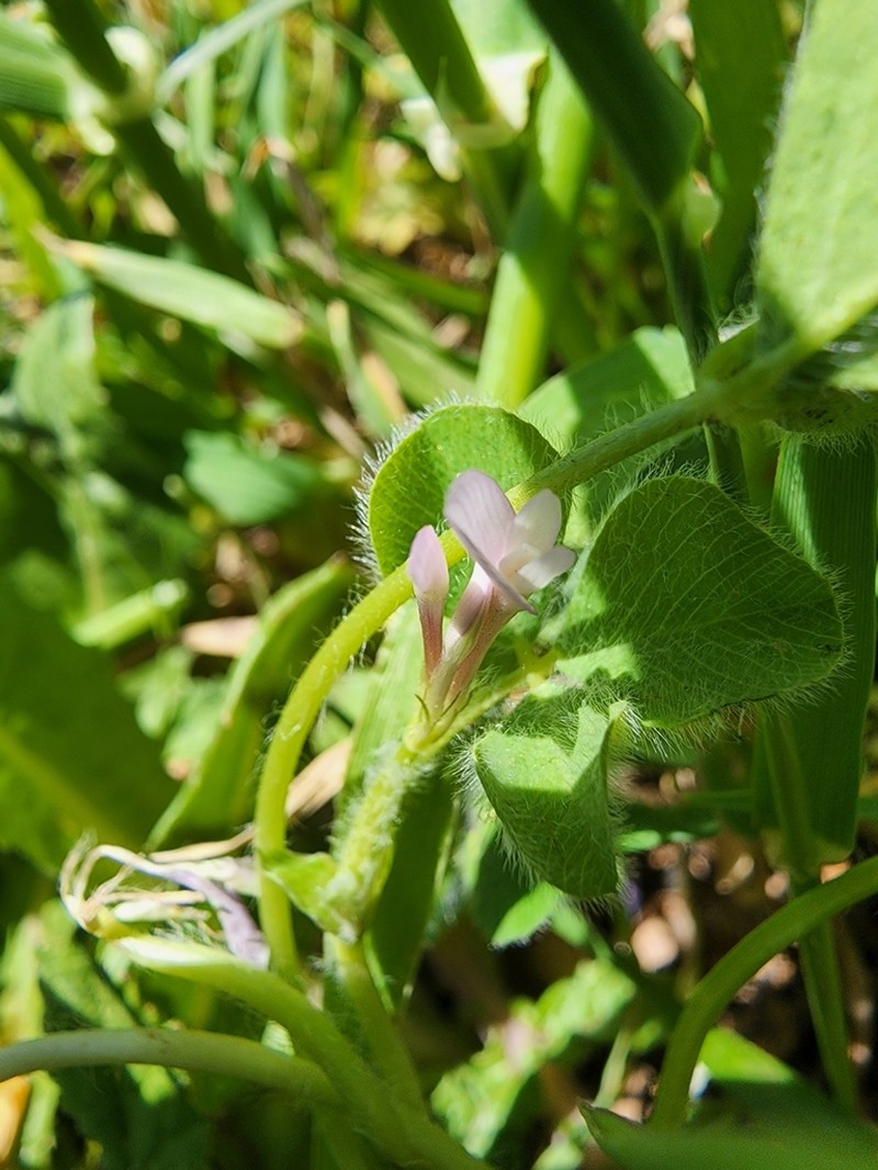 Israel Clover photo 4