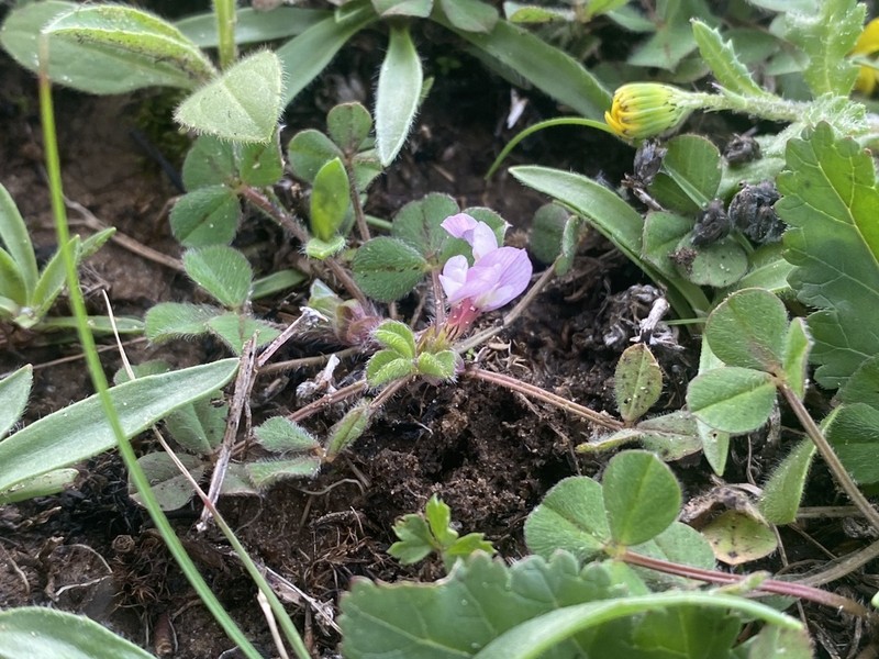 Israel Clover photo 5