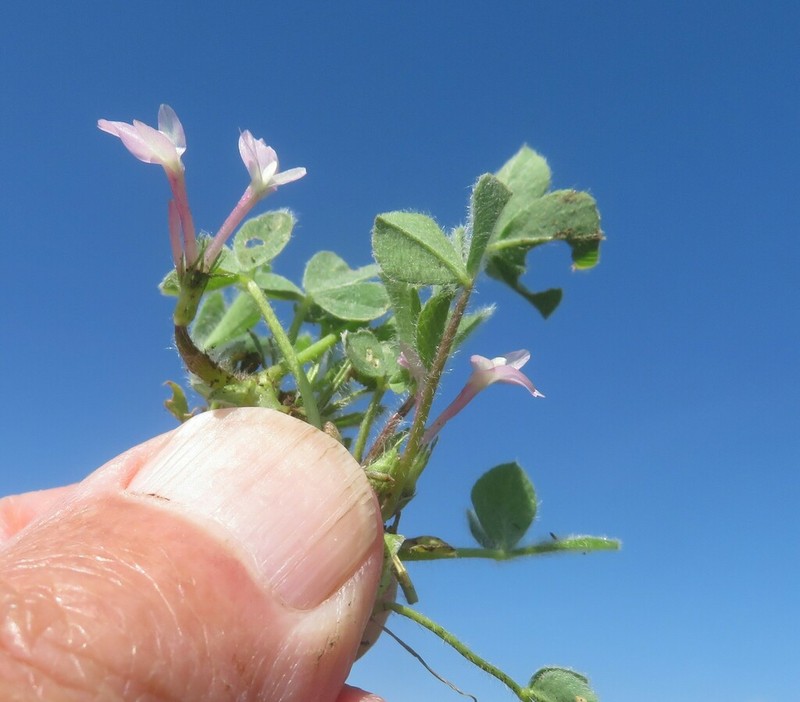 Israel Clover photo 6
