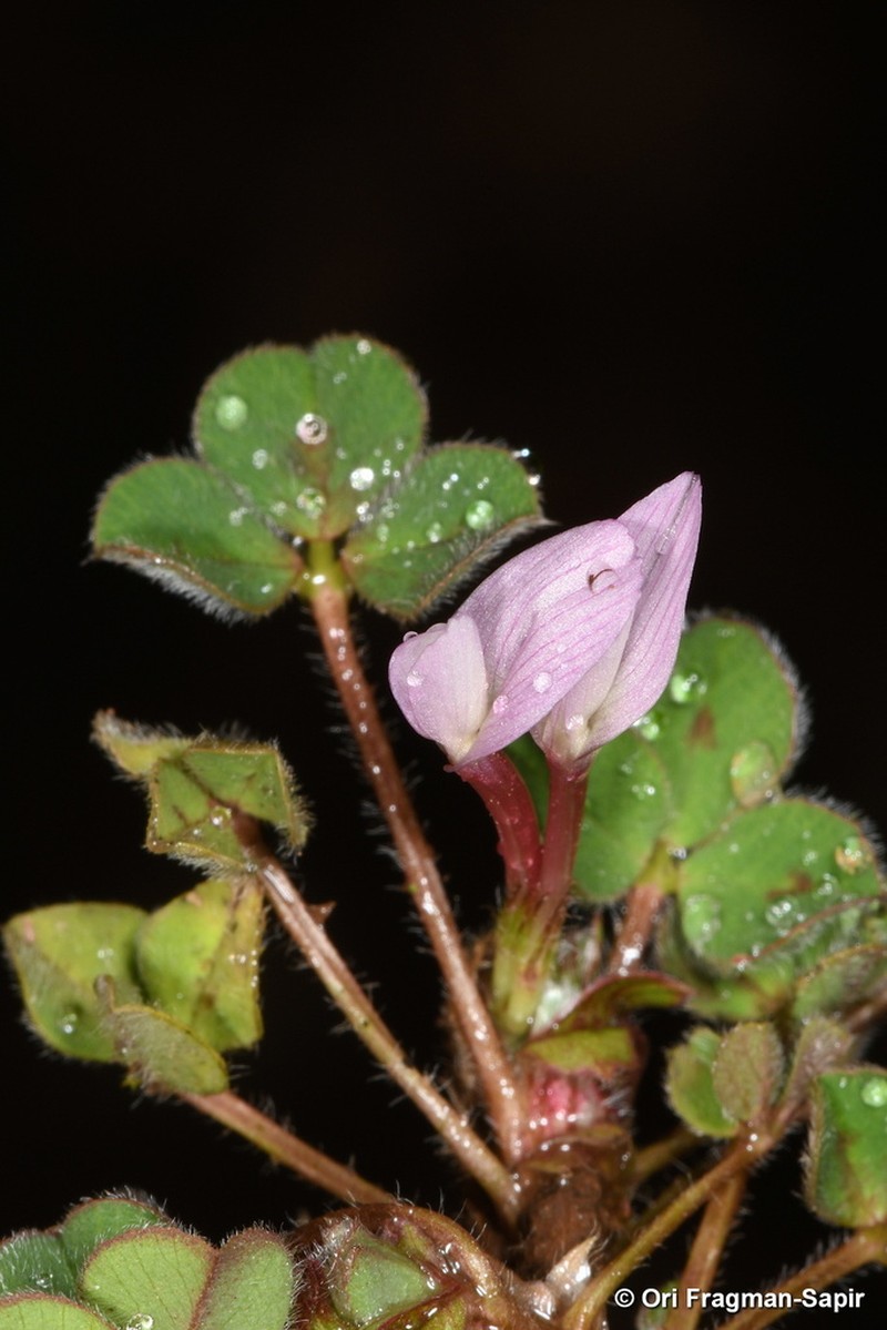 Israel Clover photo 7