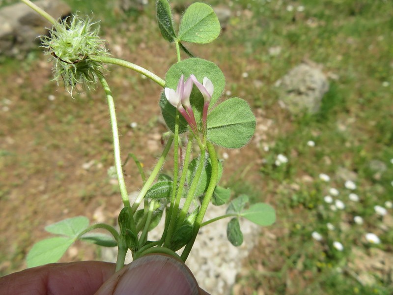 Israel Clover photo 8