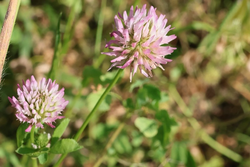Trifolium isthmocarpum