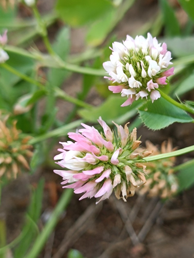 Trifolium isthmocarpum photo 2