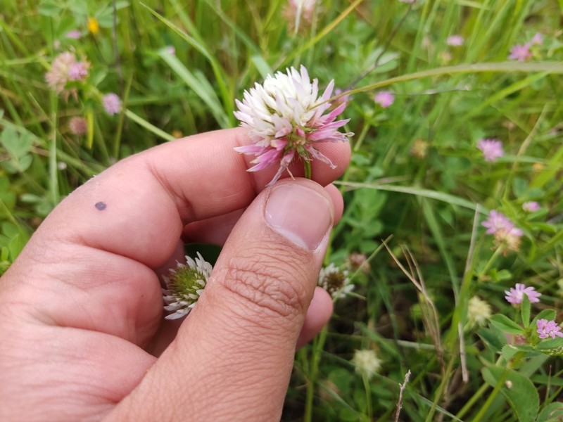 Trifolium isthmocarpum photo 3