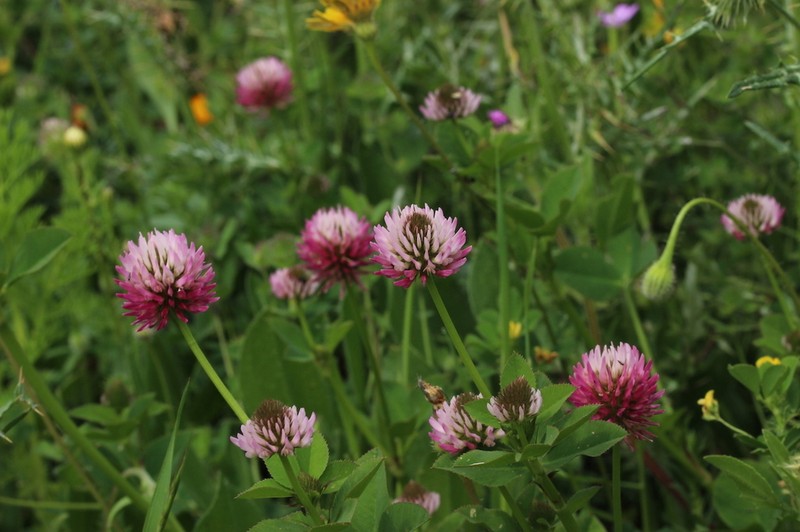Trifolium isthmocarpum photo 4