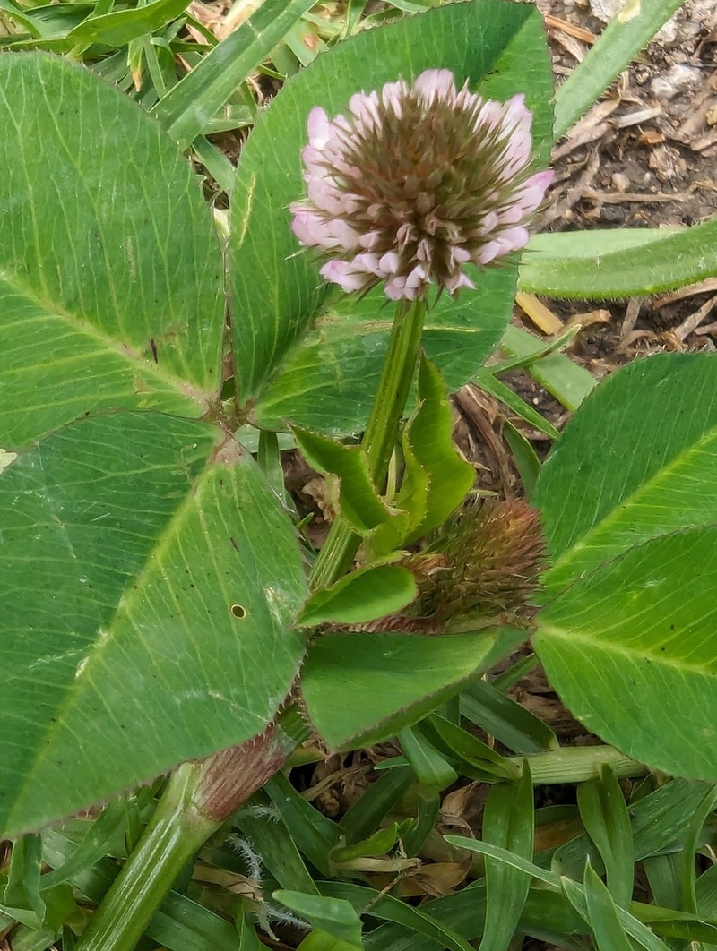 Trifolium isthmocarpum photo 5