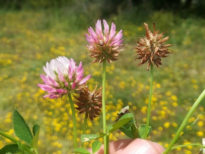 Trifolium isthmocarpum photo 6