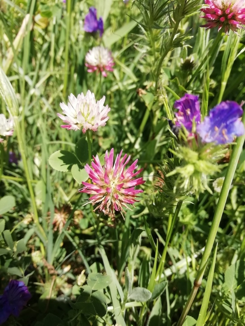 Trifolium isthmocarpum photo 7