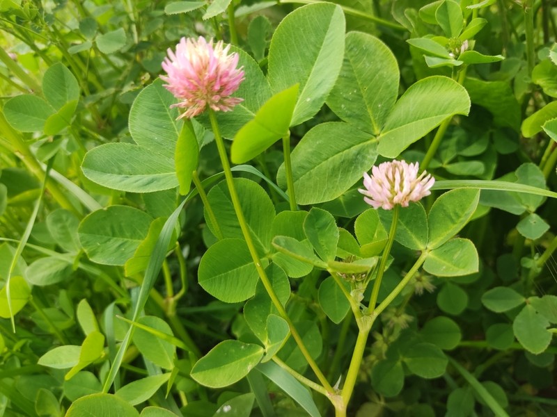 Trifolium isthmocarpum photo 8