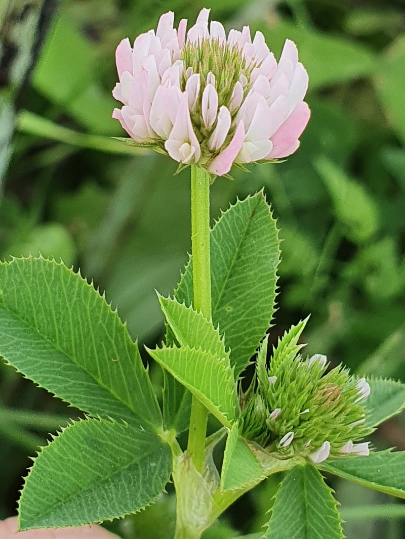Trifolium isthmocarpum