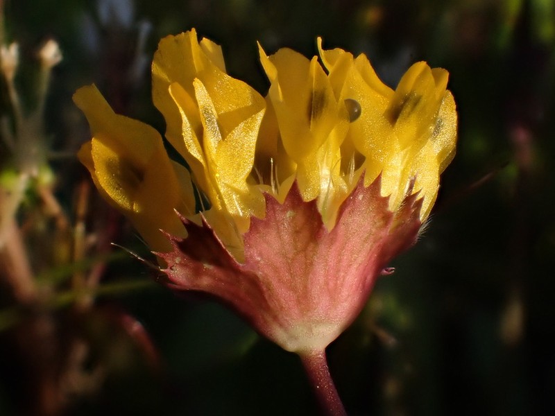 Jim's Clover photo 2