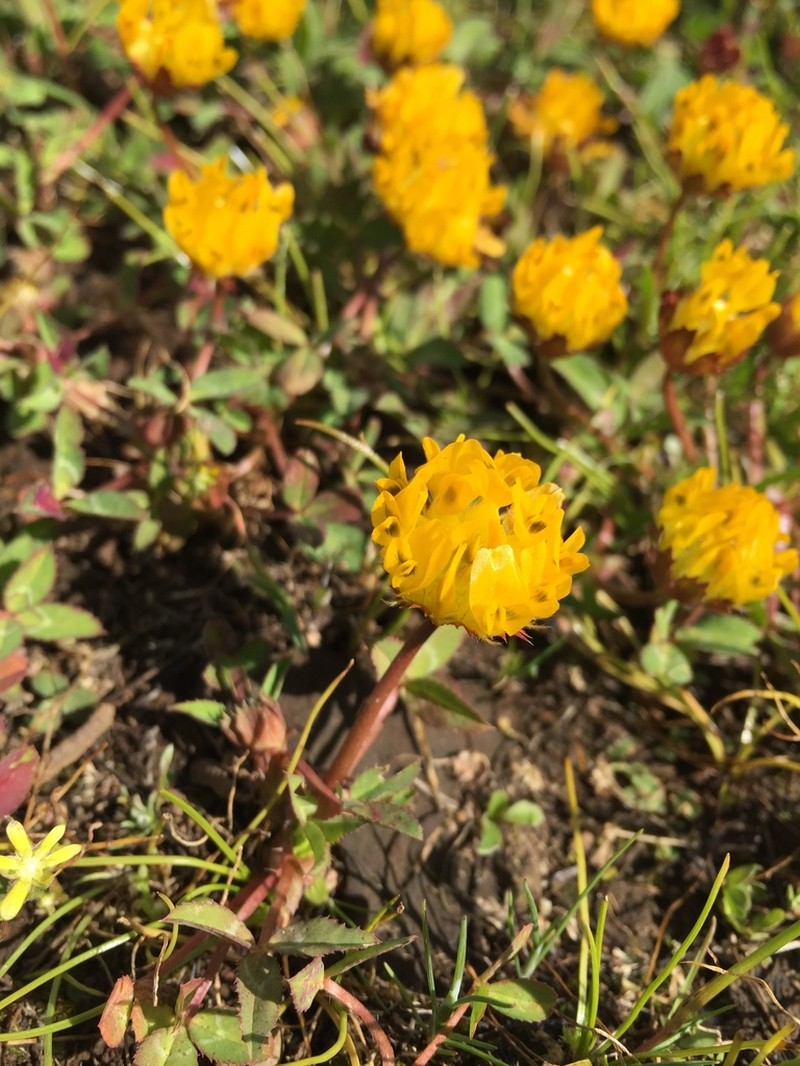 Jim's Clover photo 3
