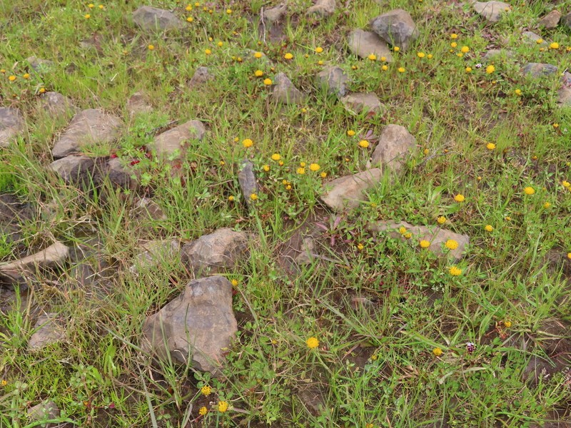 Jim's Clover photo 4