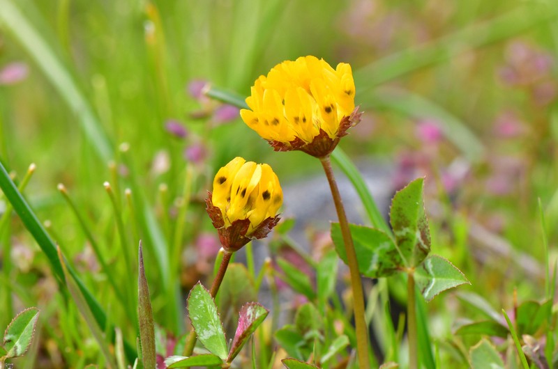 Jim's Clover photo 5
