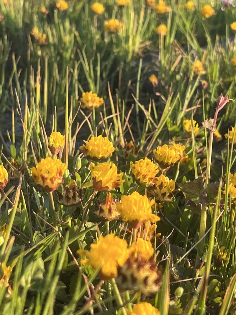 Jim's Clover photo 6