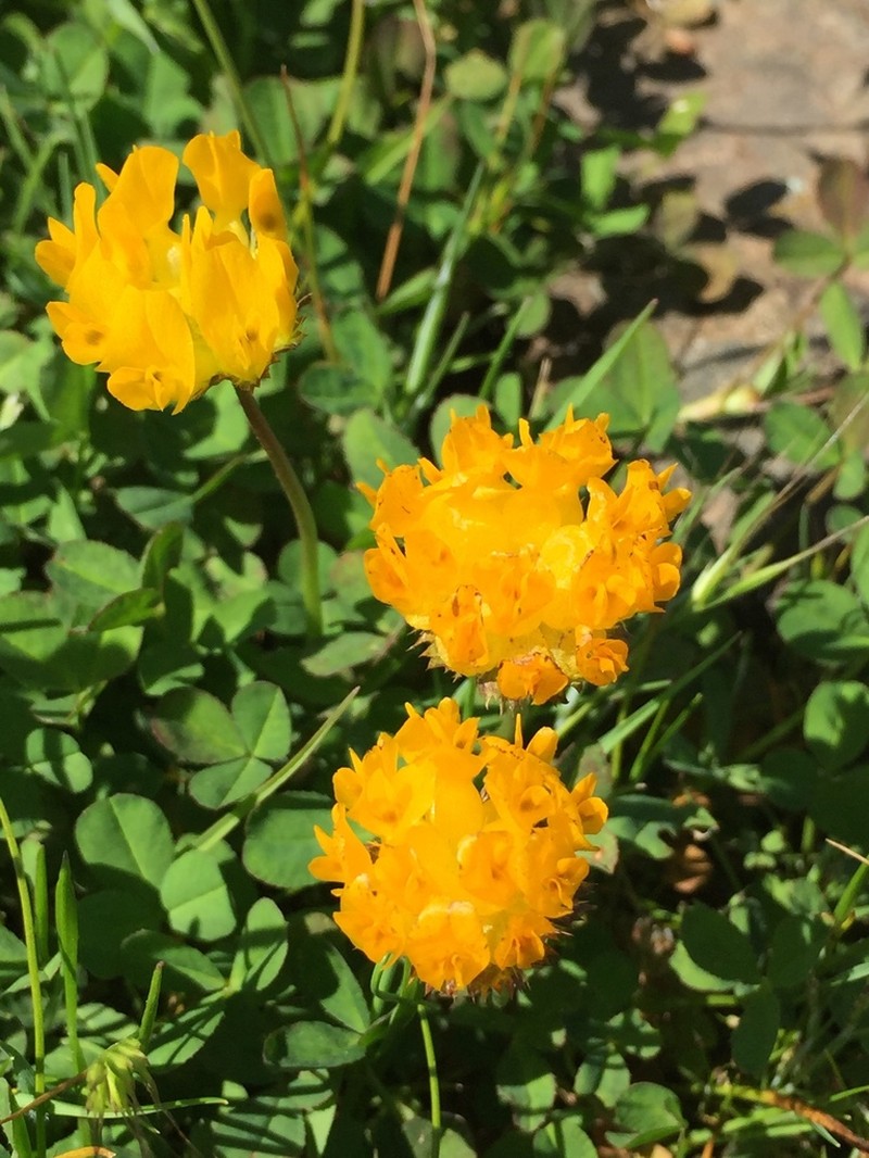 Jim's Clover photo 7