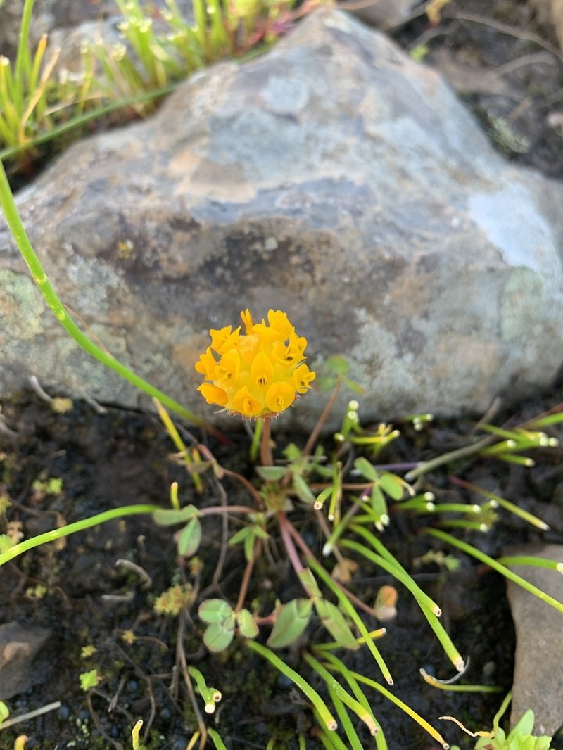 Jim's Clover photo 8